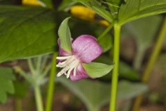 Nodding Trillium, Trillium Flexipes