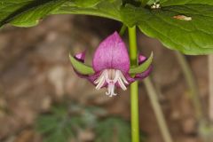 Nodding Trillium, Trillium Flexipes