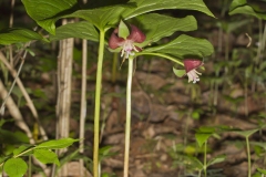 Nodding Trillium, Trillium Flexipes