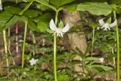 Nodding Trillium, Trillium Flexipes