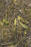 Northern Bog Clubmoss, Lycopodiella inundata