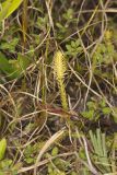 Northern Bog Clubmoss, Lycopodiella inundata