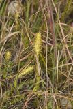 Northern Bog Clubmoss, Lycopodiella inundata