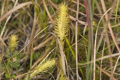 Northern Bog Clubmoss