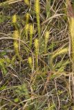Northern Bog Clubmoss, Lycopodiella inundata