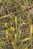 Northern Bog Clubmoss, Lycopodiella inundata