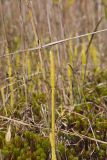 Northern Bog Clubmoss, Lycopodiella inundata