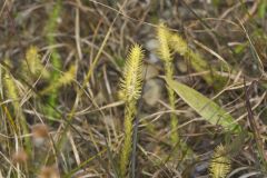 Northern Bog Clubmoss, Lycopodiella inundata