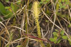 Northern Bog Clubmoss, Lycopodiella inundata