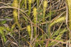 Northern Bog Clubmoss, Lycopodiella inundata