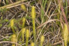 Northern Bog Clubmoss, Lycopodiella inundata