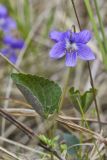 Northern Bog Violet, Viola nephrophylla