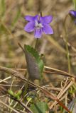 Northern Bog Violet, Viola nephrophylla