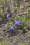 Northern Bog Violet, Viola nephrophylla