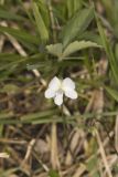 Northern Bog Violet, Viola nephrophylla