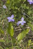 Northern Bog Violet, Viola nephrophylla