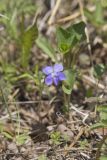 Northern Bog Violet, Viola nephrophylla