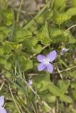 Northern Bog Violet, Viola nephrophylla