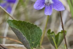Northern Bog Violet, Viola nephrophylla