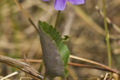 Northern Bog Violet, Viola nephrophylla
