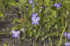 Northern Bog Violet, Viola nephrophylla