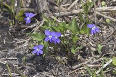 Northern Bog Violet, Viola nephrophylla