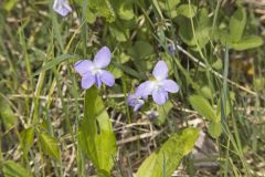 Northern Bog Violet, Viola nephrophylla