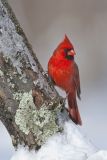 Northern Cardinal, Cardinalis cardinalis