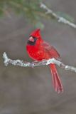 Northern Cardinal, Cardinalis cardinalis