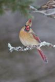 Northern Cardinal, Cardinalis cardinalis