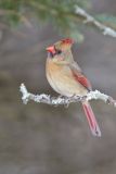 Northern Cardinal, Cardinalis cardinalis
