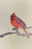 Northern Cardinal, Cardinalis cardinalis
