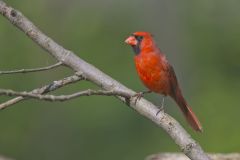 Northern Cardinal, Cardinalis cardinalis