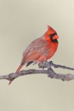 Northern Cardinal, Cardinalis cardinalis