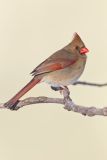 Northern Cardinal, Cardinalis cardinalis