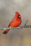 Northern Cardinal, Cardinalis cardinalis