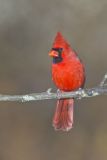 Northern Cardinal, Cardinalis cardinalis