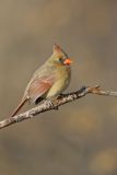 Northern Cardinal, Cardinalis cardinalis