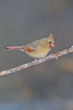 Northern Cardinal, Cardinalis cardinalis