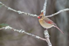 Northern Cardinal, Cardinalis cardinalis