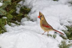 Northern Cardinal, Cardinalis cardinalis