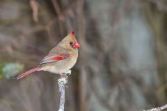 Northern Cardinal, Cardinalis cardinalis