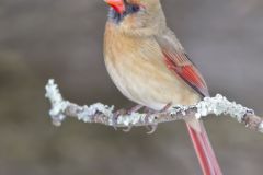 Northern Cardinal, Cardinalis cardinalis