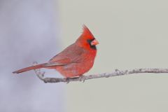 Northern Cardinal, Cardinalis cardinalis