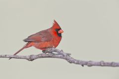 Northern Cardinal, Cardinalis cardinalis