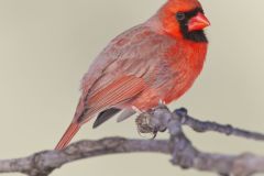 Northern Cardinal, Cardinalis cardinalis