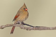Northern Cardinal, Cardinalis cardinalis