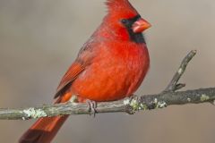 Northern Cardinal, Cardinalis cardinalis