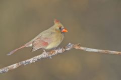 Northern Cardinal, Cardinalis cardinalis