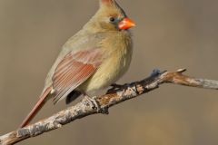 Northern Cardinal, Cardinalis cardinalis